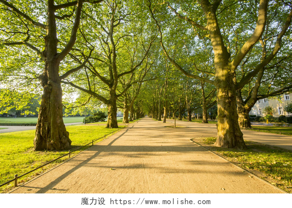 阳光充足的早上走在林荫树下的小路上白天的春季公园